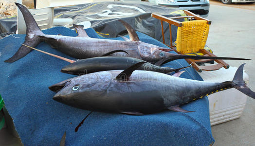 克里特岛的金枪鱼和旗鱼图片