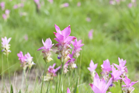 郁金香花坛