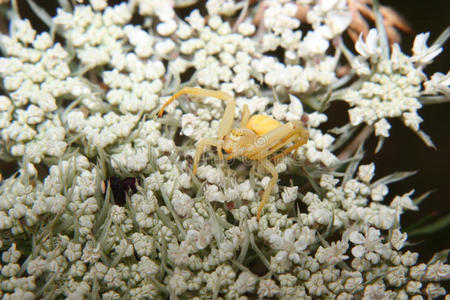 黄花蟹蛛misumena vatia