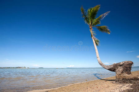 热带海滩旁弯曲的椰树图片