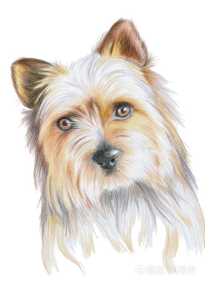 可爱的小狗插画-正版商用图片0jlqaf-摄图新视界