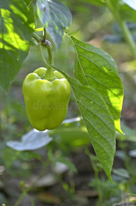 植物中的青椒。
