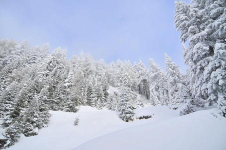 冰原冰雪覆盖的冬季森林