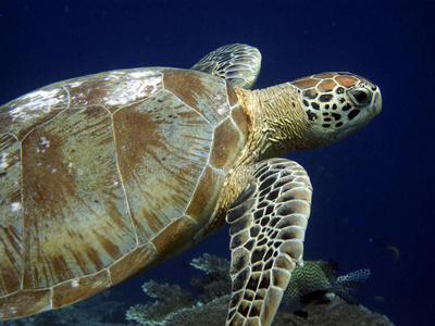 暗礁 生活 自然 动物 保护 水肺 运动 水族馆 爬行动物