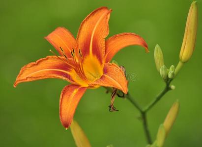 百合花