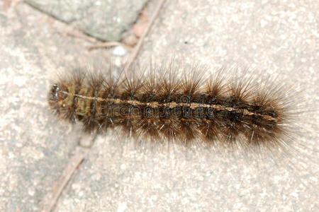 爬行毛毛虫图片