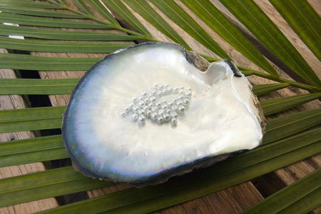 牡蛎珍珠牡蛎壳中的珍珠-南太平洋摄影图