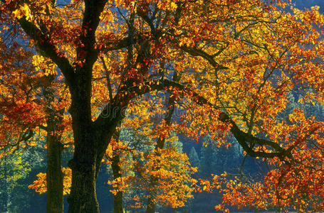 加利福尼亚，约塞米蒂，秋天的落叶