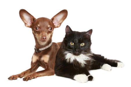 猫和狗的肖像