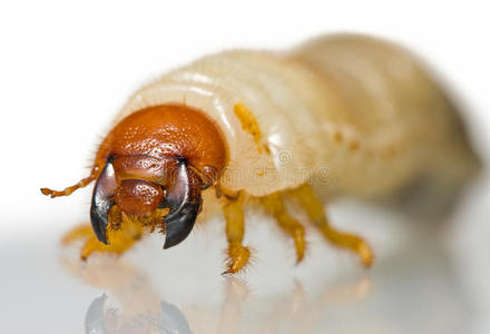 甲虫幼虫的特写镜头