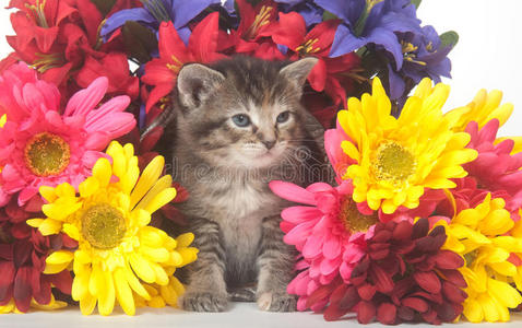 斑猫和五颜六色的花