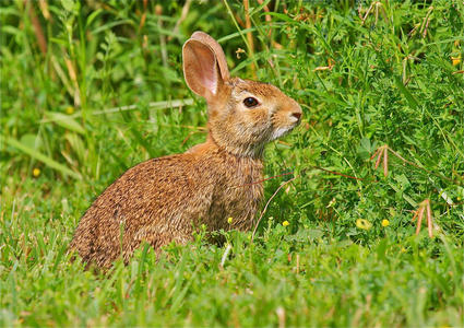 草丛里的野兔