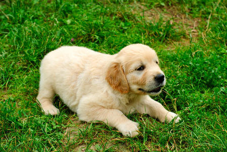 草地上的金毛猎犬