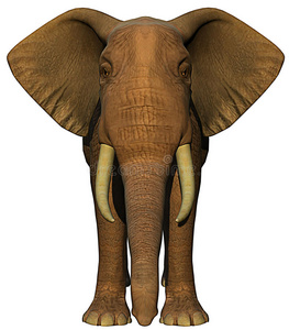 非洲象阵