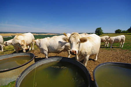 法国乡村的奶牛和饮水场图片