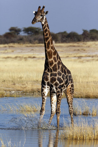 长颈鹿纳米比亚