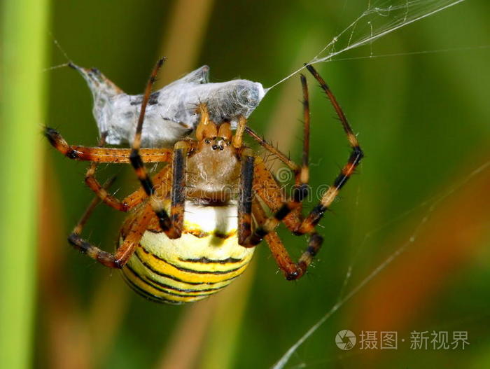 黄蜂蜘蛛和蜜蜂