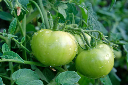 新月绿番茄图片