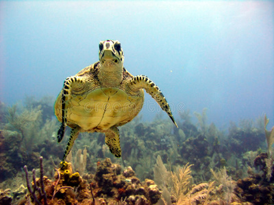 海龟迎面遇到潜水者图片