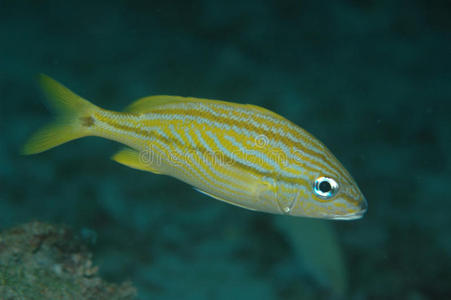 幼年法国鲈鱼照片