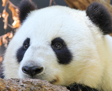 熊猫肖像照片