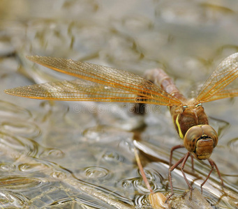 雌性褐小贩蜻蜓产卵