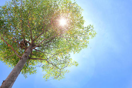 有阳光的树