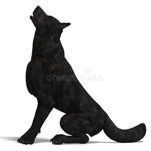 黑狼 (犬狼疮) 站在冬季雪狼的黑白肖像黑狼标志起立嚎叫狼黑的矢量