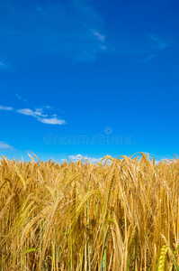 蓝天下金色的小麦草甸图片