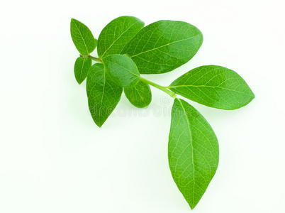 水果茶蓝莓图片-水果茶蓝莓素材-水果茶蓝莓插画-摄图新视界