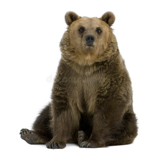 棕熊，8岁，坐着