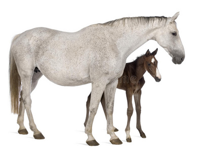 14岁20天大的母马和小马驹