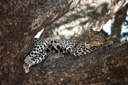 坦桑尼亚塞伦盖蒂，树上栖息的豹子