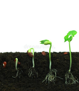 五谷杂粮粗粮豆子豆子发芽照片