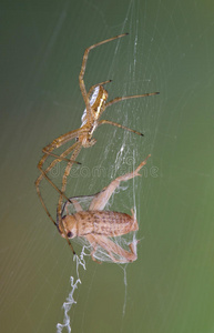 昆虫 自然 缺陷 节肢动物 无脊椎动物 野生动物 蜘蛛 网状物