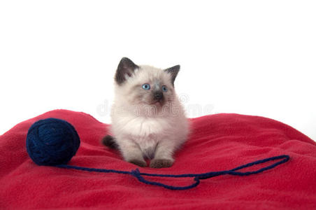 红毯子上可爱的小猫图片