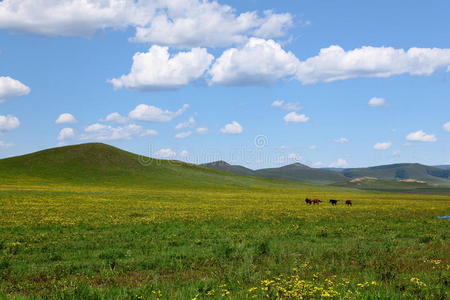 草原美景