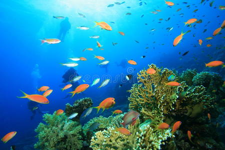 潜水者探索珊瑚礁