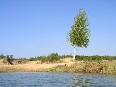 夏天湖边的一棵桦树