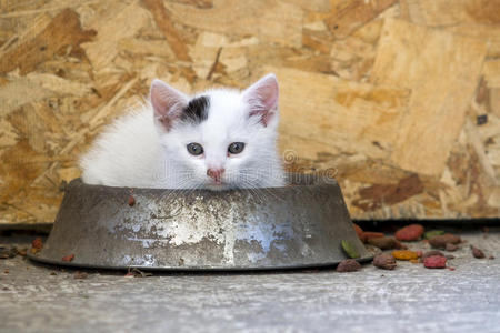 可爱的小猫在菜盘里玩耍