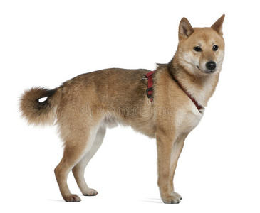 shiba inu，2岁，站立