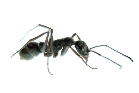 昆虫蚂蚁大分离