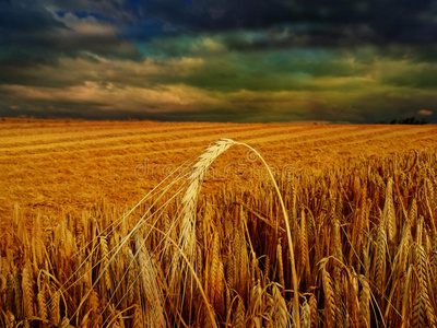 黑麦地上的夜晚照片