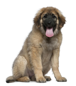 leonberger，4个月大，坐着