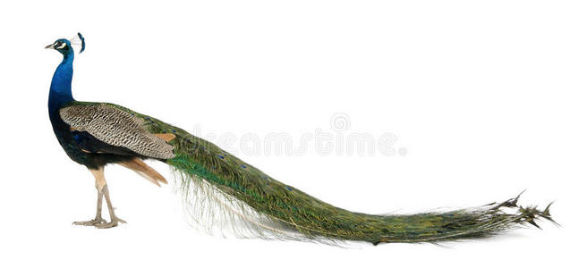 印度雄孔雀剖面图照片