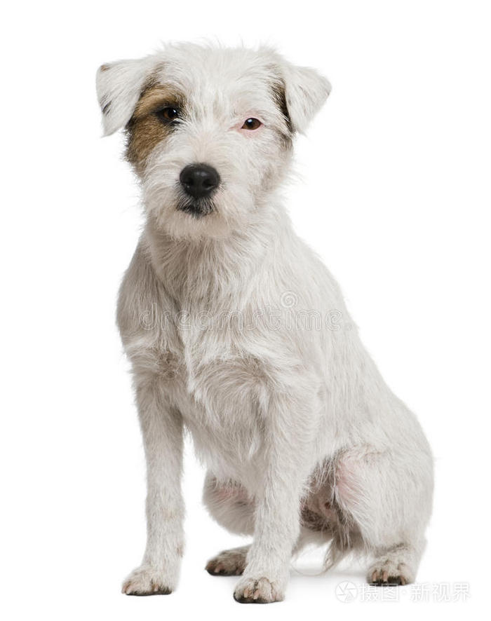 帕森拉塞尔猎犬2岁