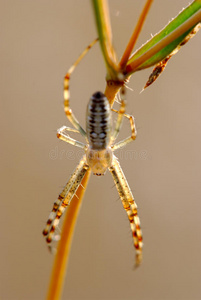 雌性蜘蛛ArgiopeBruennichi