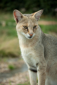 野猫