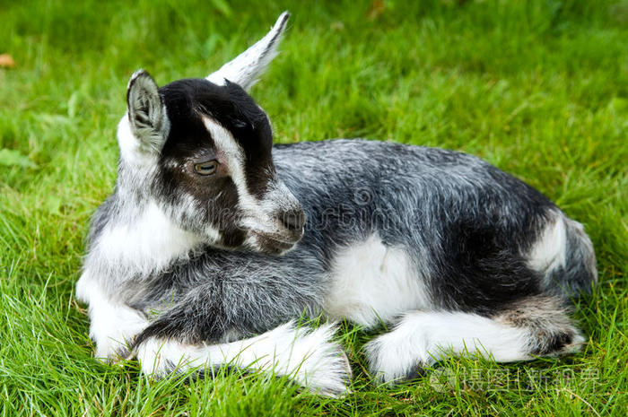 下载小样发票合同问题/举报青草地上的黑牛草地上的绵羊草坪上的奶牛