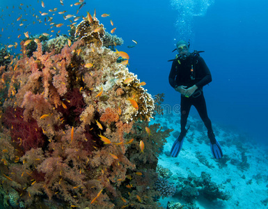 水肺潜水员靠近软珊瑚